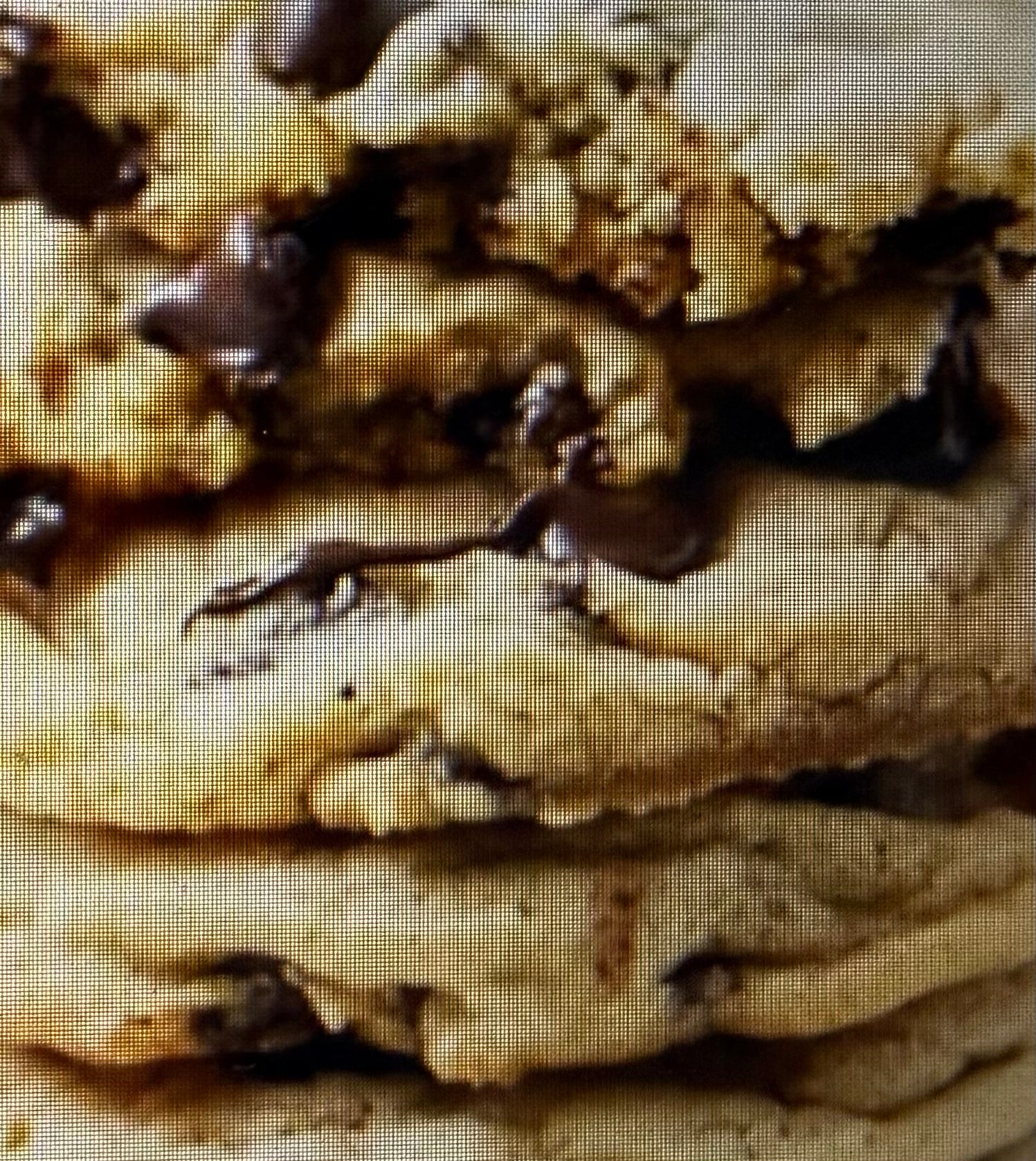 Classic Chocolate Chip Walnut Cookie